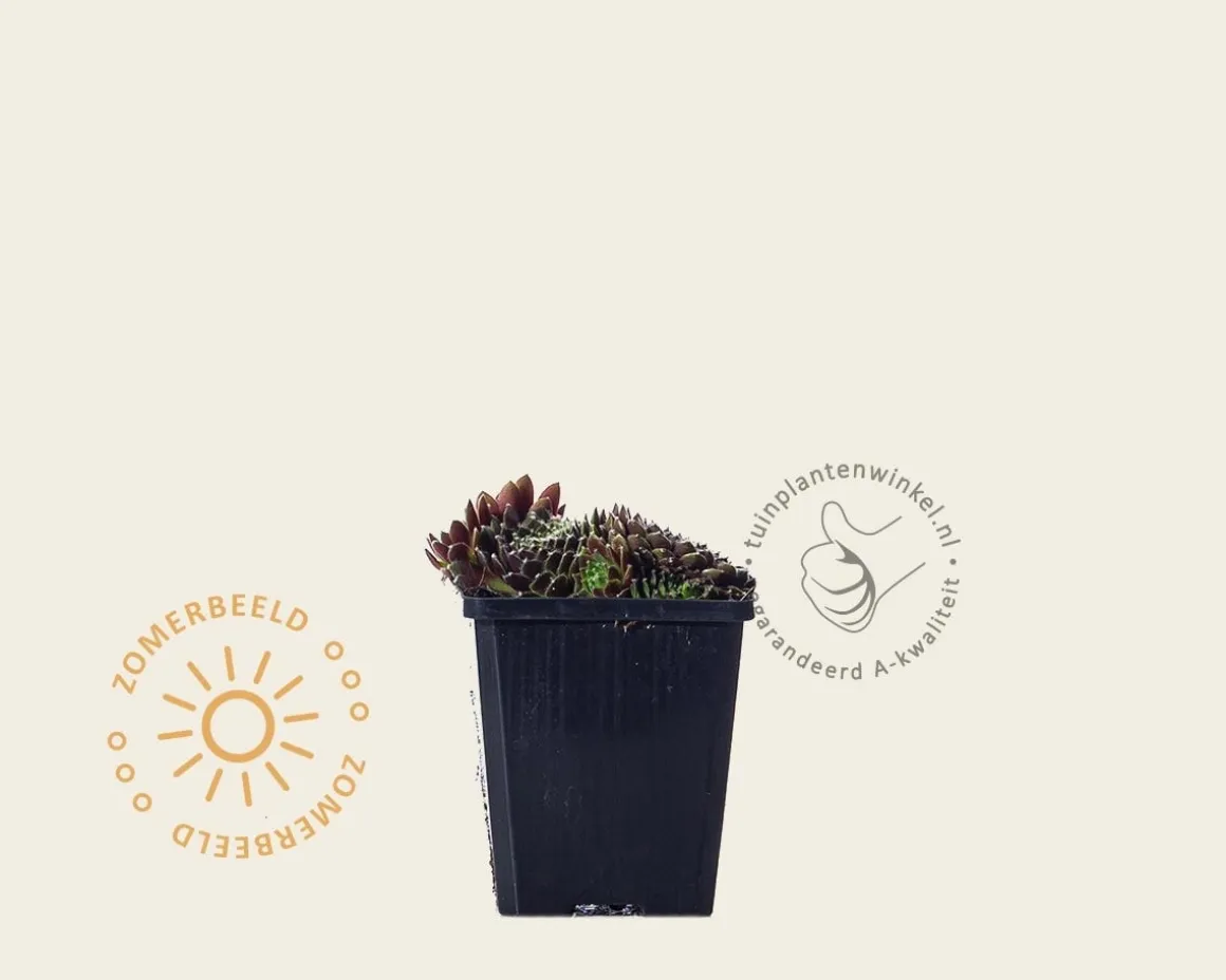 Sempervivum 'Silberkarneol'