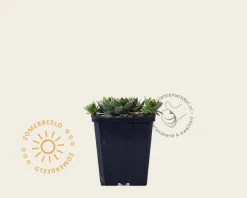 Sempervivum 'Smaragd'