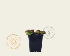 Sempervivum tectorum