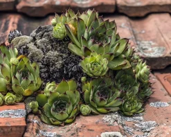 Sempervivum tectorum 'Pyrenaicum'