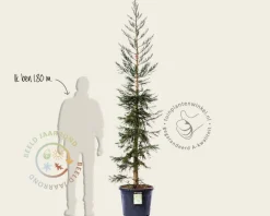 Sequoiadendron giganteum 'Glaucum' 225/250