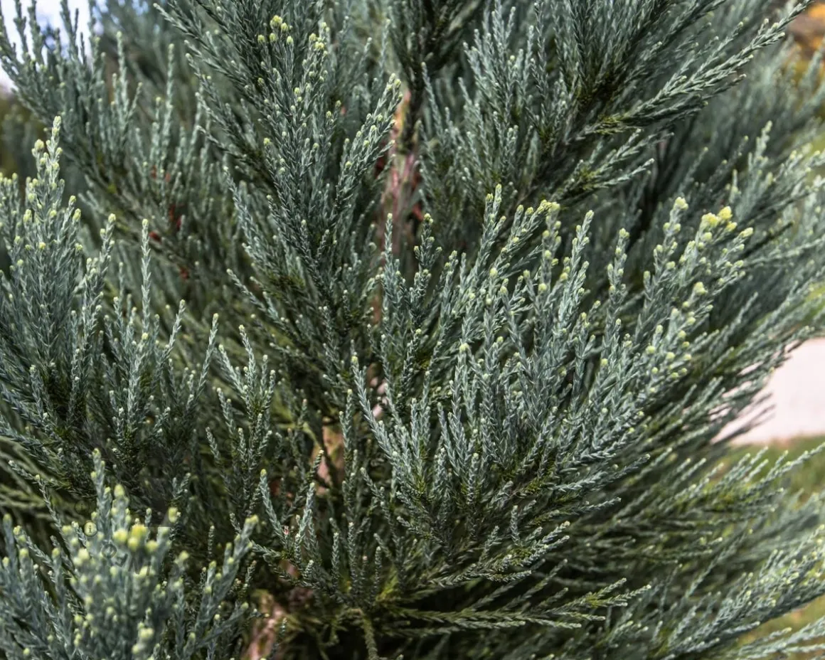 Sequoiadendron giganteum 'Glaucum' 225/250