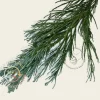 Sequoiadendron giganteum 'Glaucum' 150/175