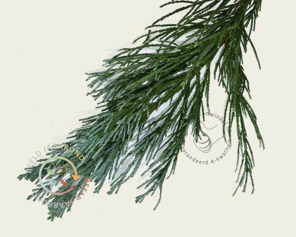 Sequoiadendron giganteum 'Glaucum' 150/175