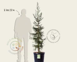 Sequoiadendron giganteum 'Glaucum' 150/175