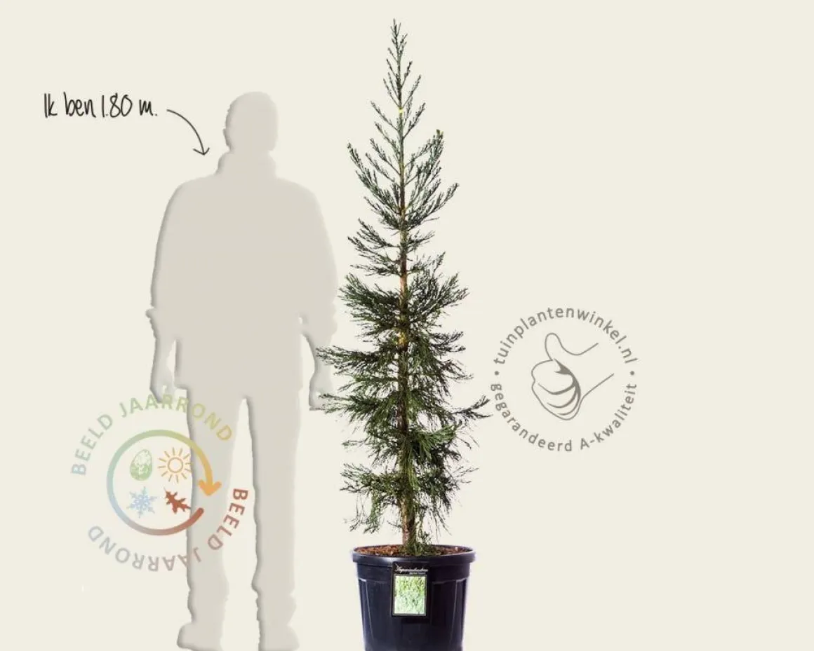Sequoiadendron giganteum 'Glaucum' 150/175