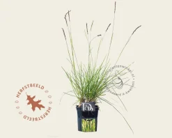Sesleria autumnalis