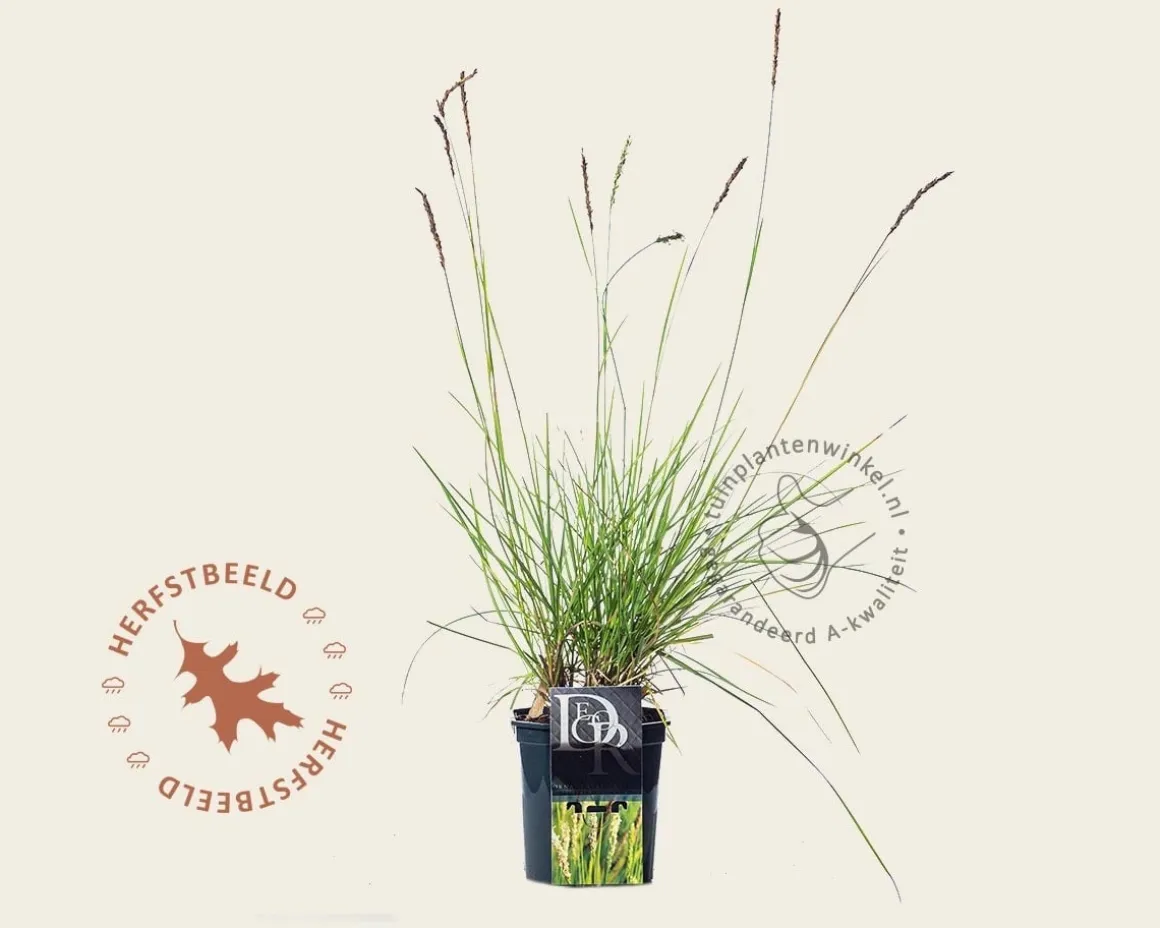 Sesleria autumnalis