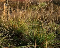 Sesleria autumnalis