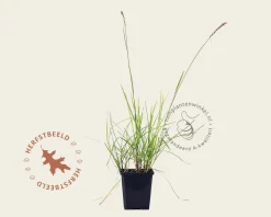 Sesleria autumnalis