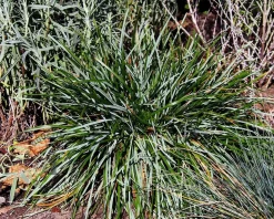 Sesleria caerulea