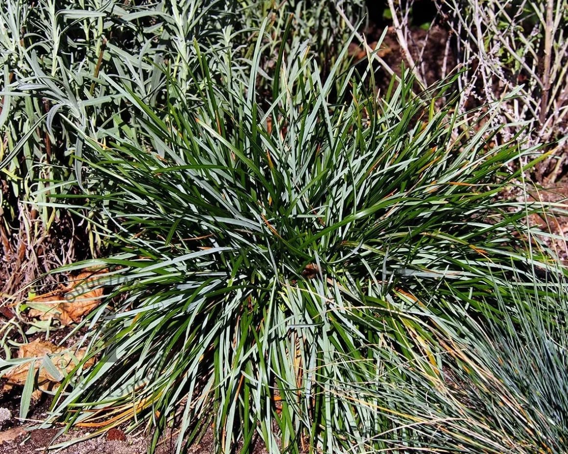 Sesleria caerulea