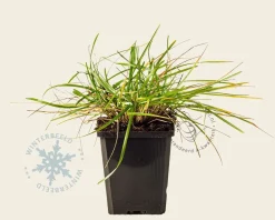 Sesleria caerulea
