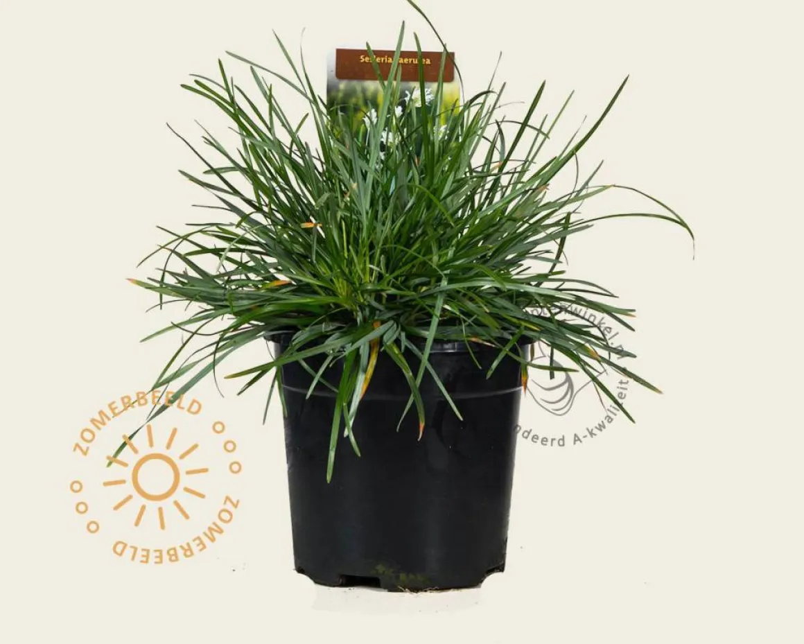 Sesleria caerulea