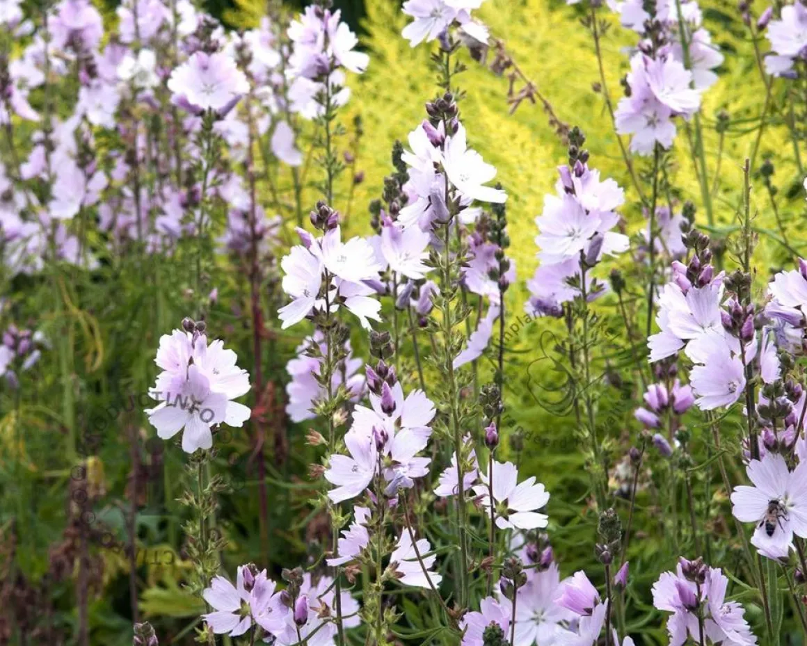 Sidalcea 'Elsie Heugh'