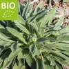 Sideritis syriaca - Puur