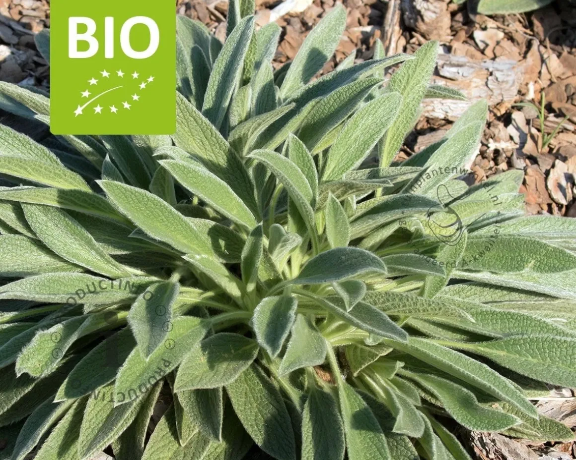 Sideritis syriaca - Puur
