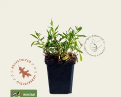 Silene vulgaris