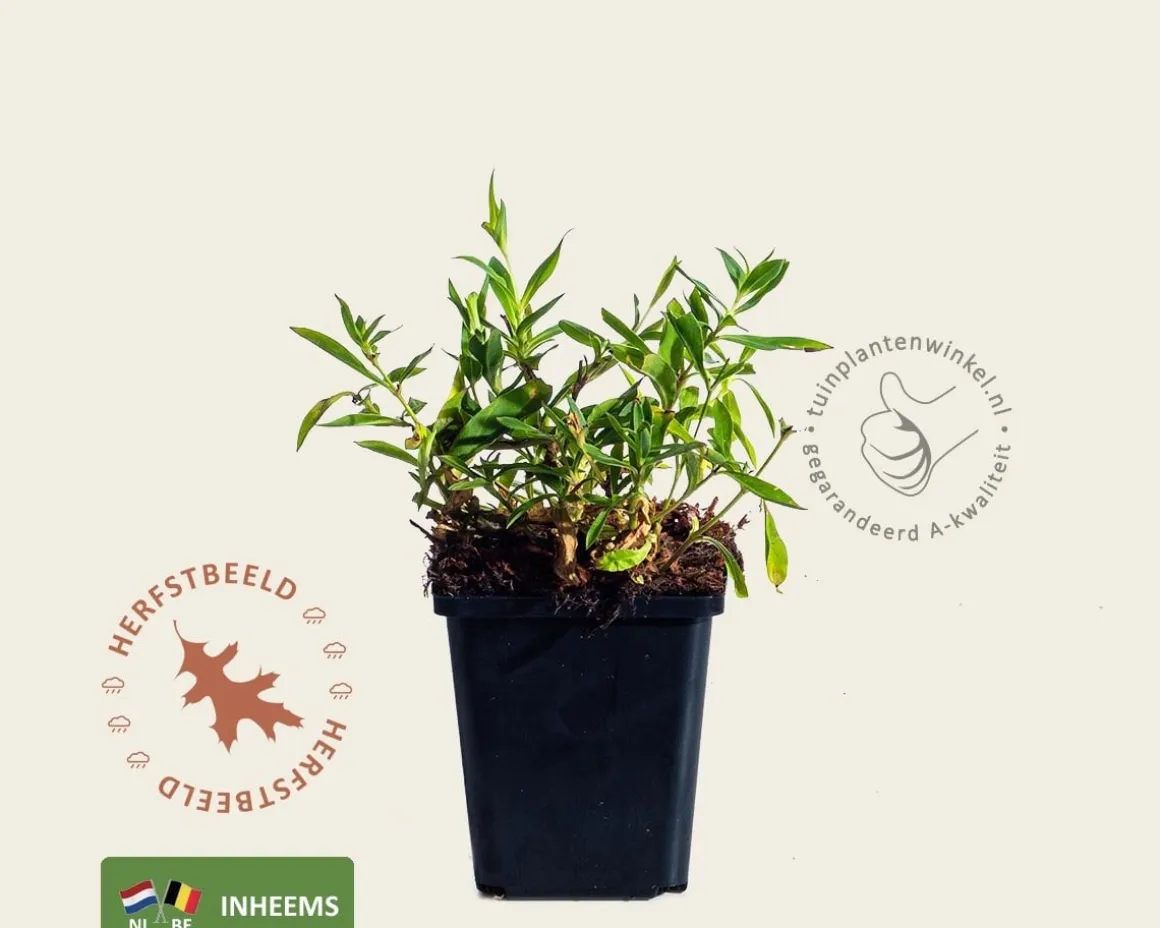 Silene vulgaris