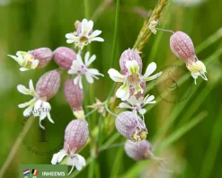 Silene vulgaris