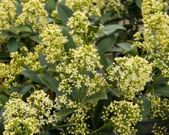 Skimmia japonica 'Finchy'
