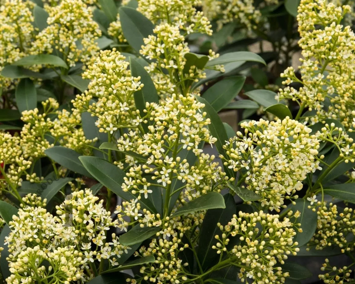 Skimmia japonica 'Finchy'