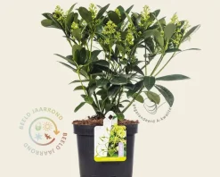 Skimmia japonica 'Finchy'
