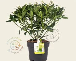 Skimmia japonica 'Fragrant Cloud'