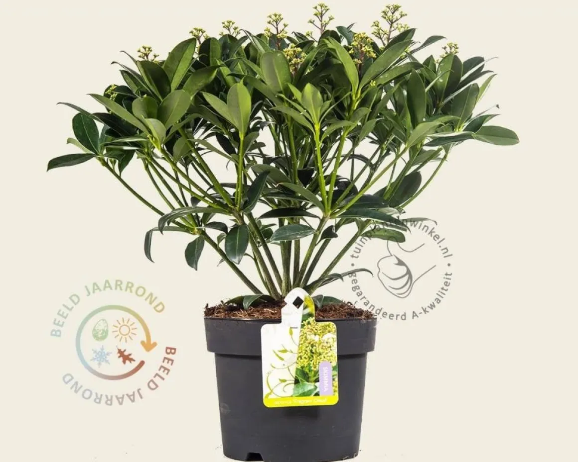 Skimmia japonica 'Fragrant Cloud'