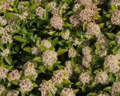 Skimmia japonica 'Godrie's Dwarf'