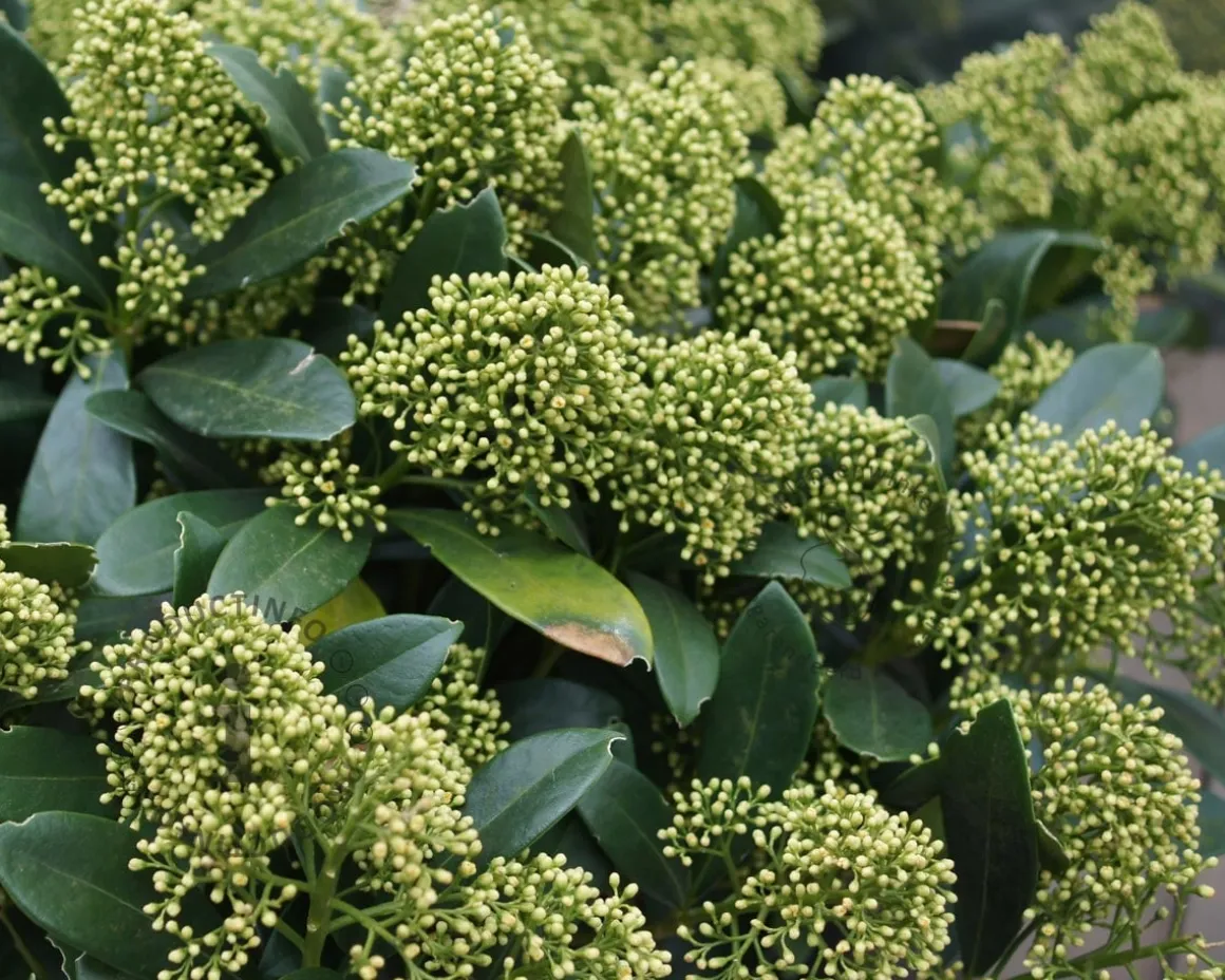 Skimmia japonica 'Godrie's Dwarf Green'