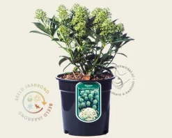 Skimmia japonica 'Godrie's Dwarf Green'