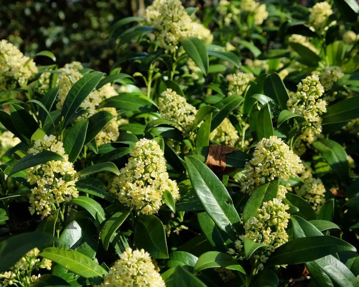 Skimmia japonica 'Kew Green'