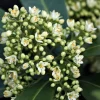 Skimmia japonica 'Kew White'