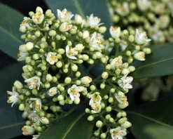 Skimmia japonica 'Kew White'