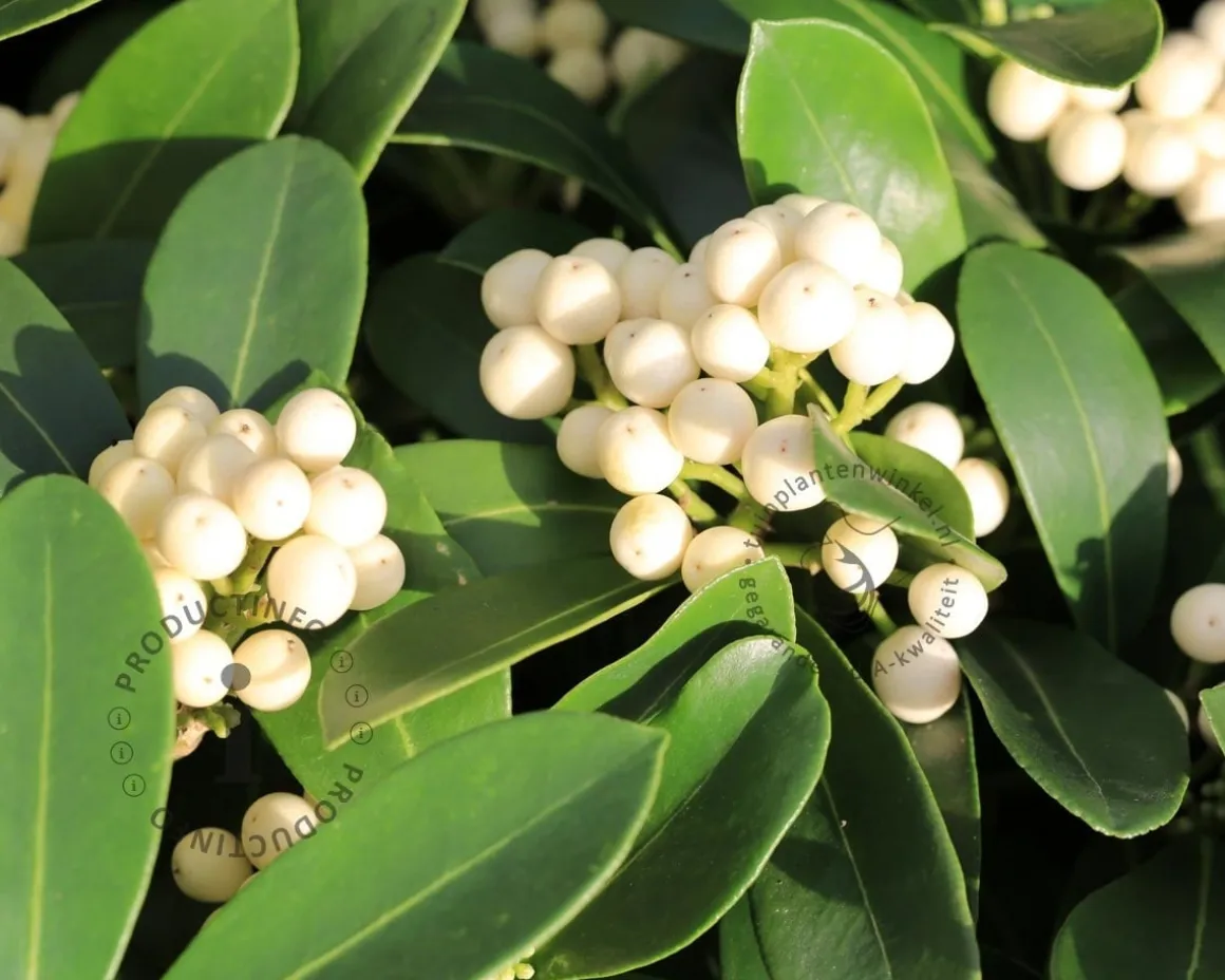 Skimmia japonica 'Kew White'