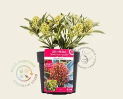 Skimmia japonica 'Mystic Marlot'