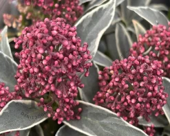 Skimmia japonica 'Mystic Marlot'
