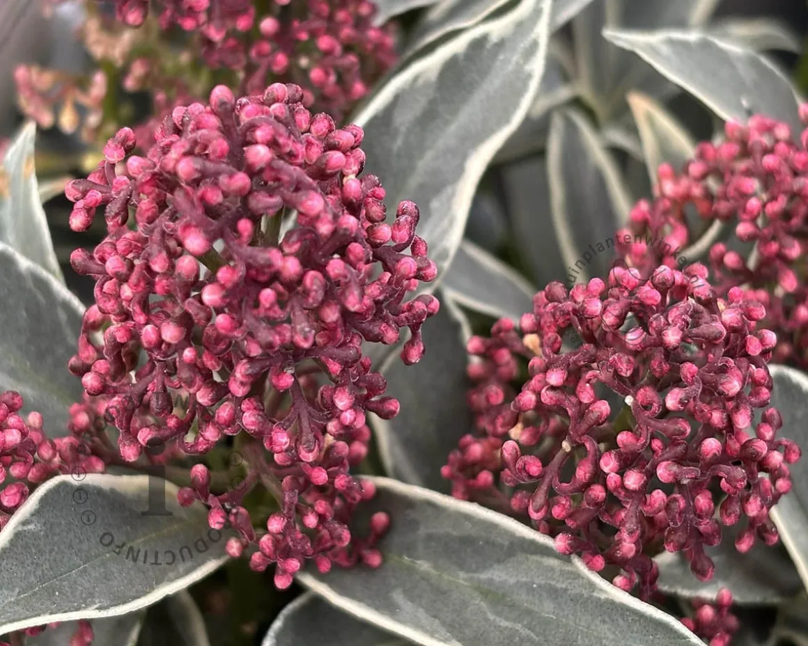 Skimmia japonica 'Mystic Marlot'