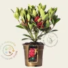 Skimmia japonica 'Obsession'