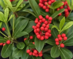 Skimmia japonica 'Obsession'