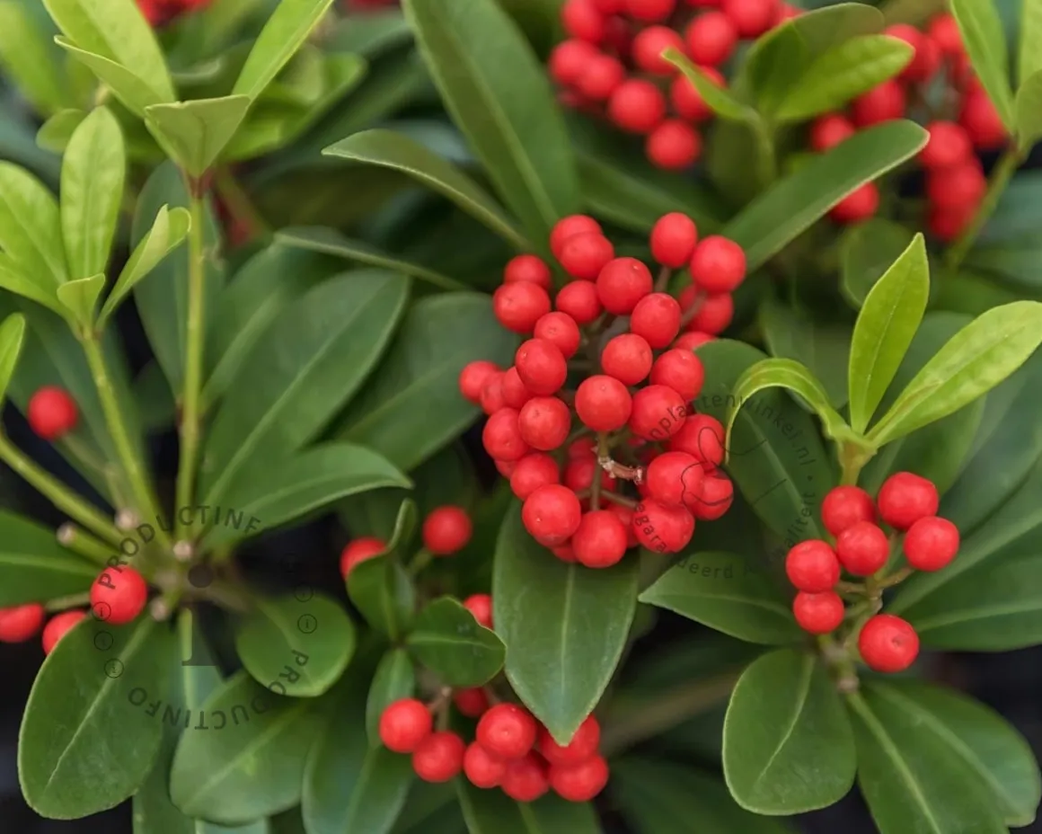 Skimmia japonica 'Obsession'