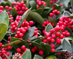 Skimmia japonica 'Olympic Flame'