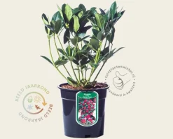 Skimmia japonica 'Olympic Flame'