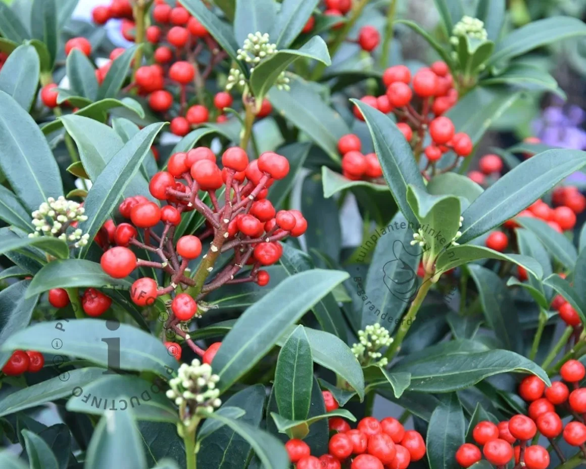 Skimmia japonica 'Red Diamond'