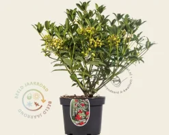 Skimmia japonica 'Red Diamond'