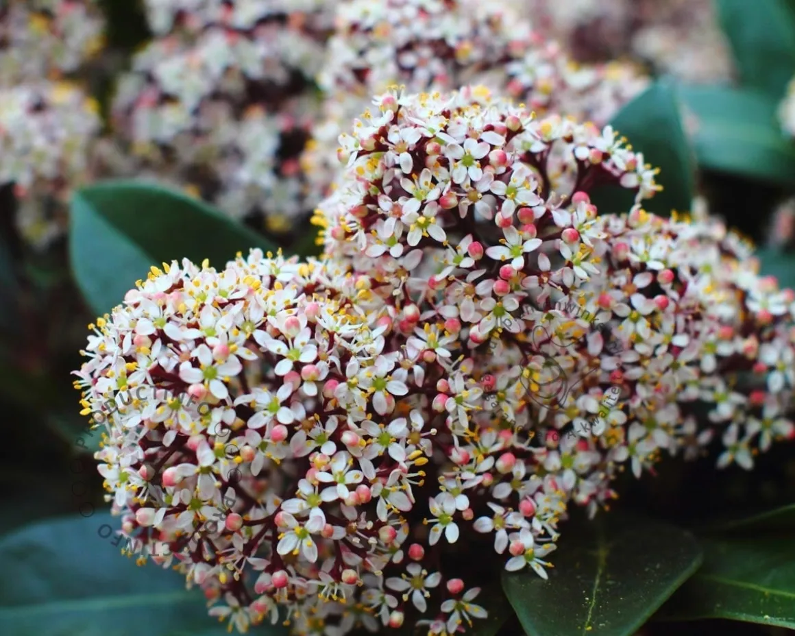 Skimmia japonica 'Rubella'