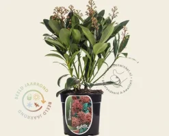 Skimmia japonica 'Rubella'