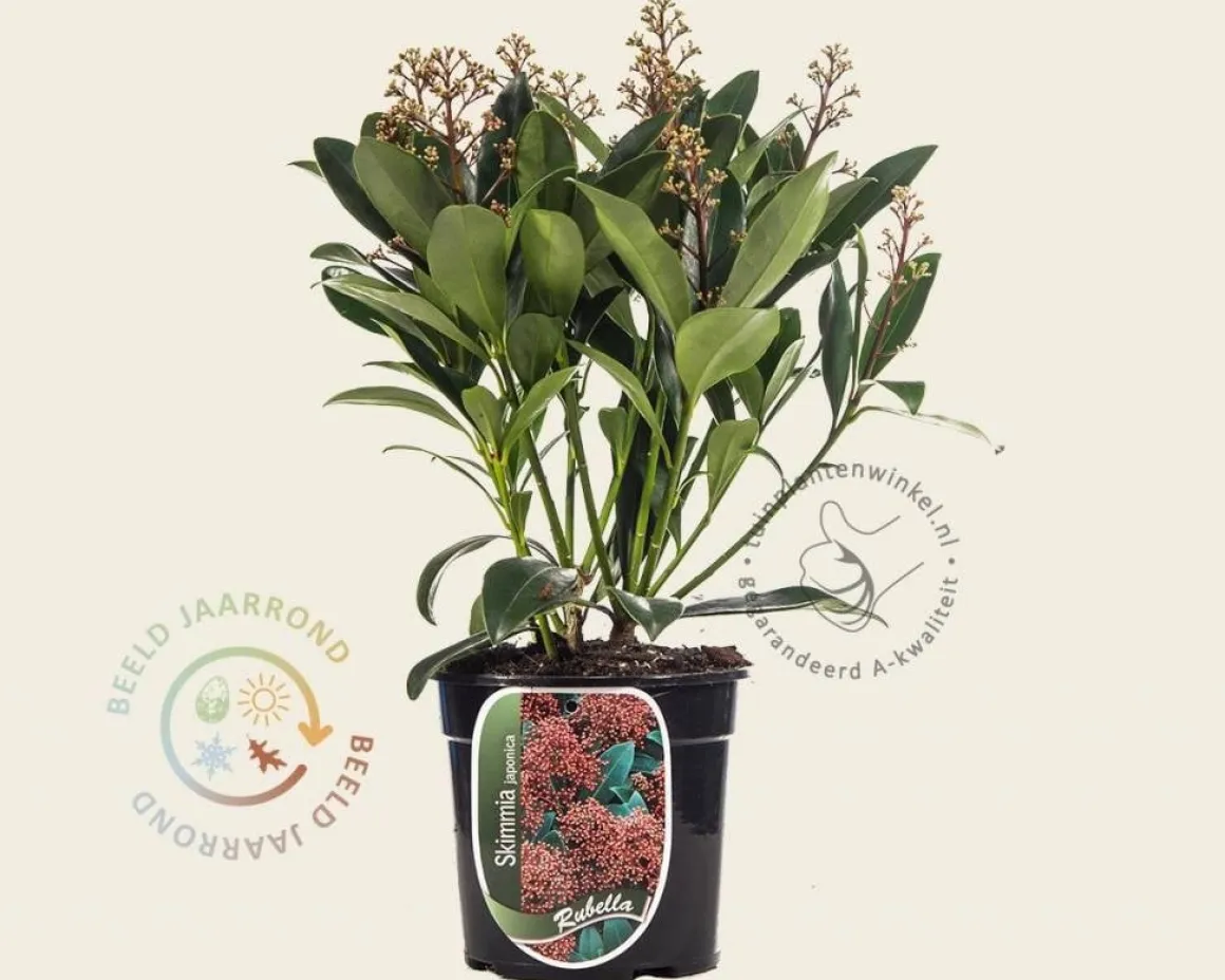 Skimmia japonica 'Rubella'