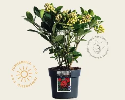 Skimmia japonica 'Temptation'